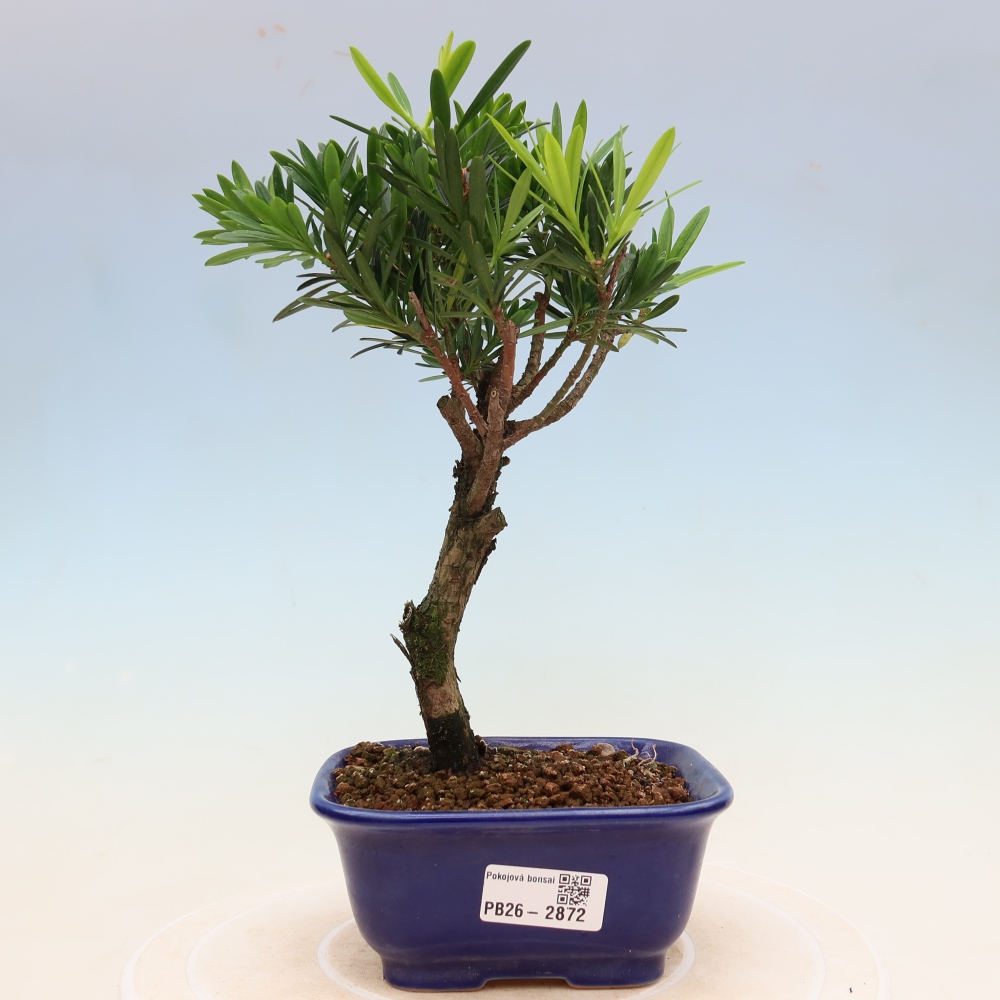 Szobai bonsai - Podocarpus - Kőtiszafa