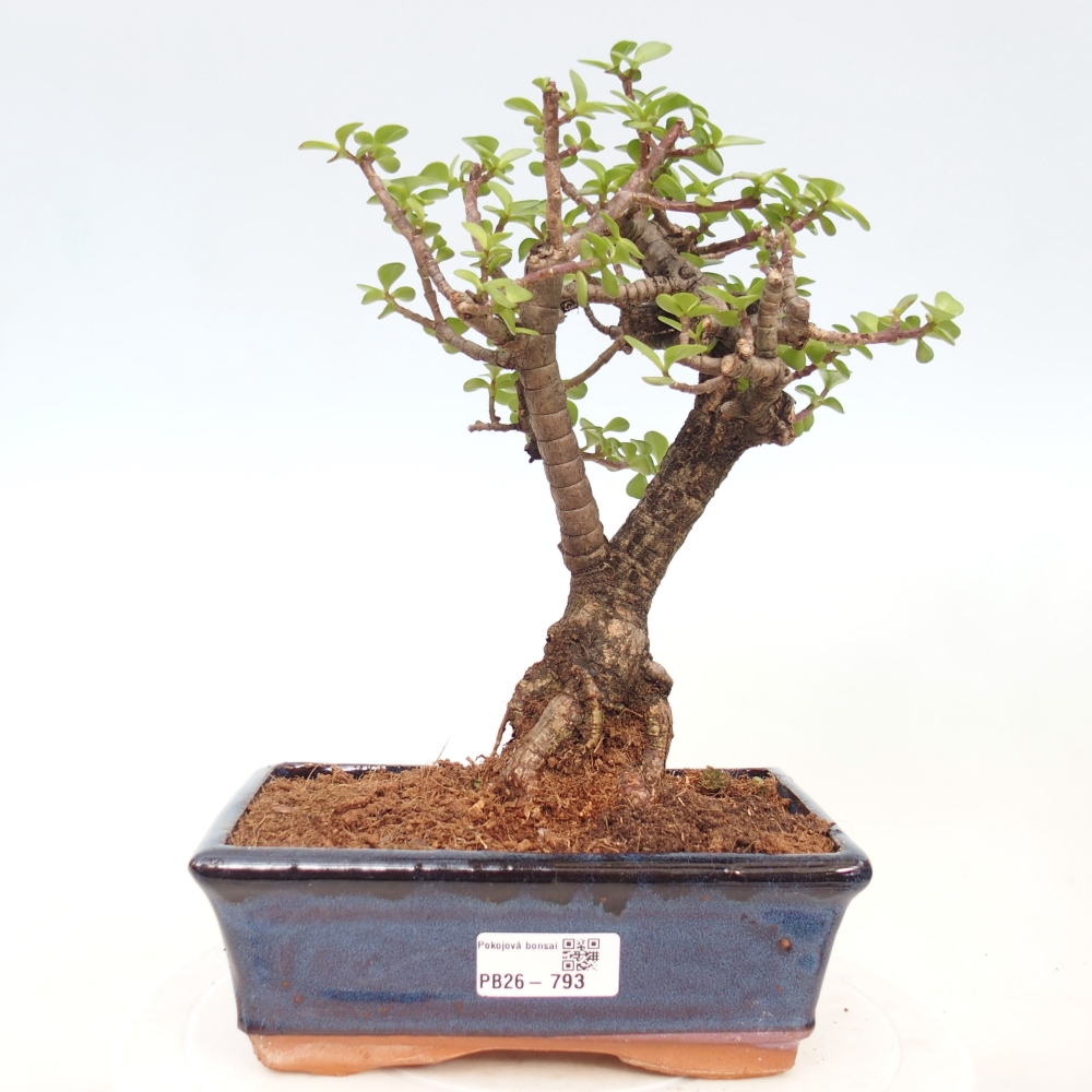 Szoba bonsai - Portulakaria Afra - Tlustice