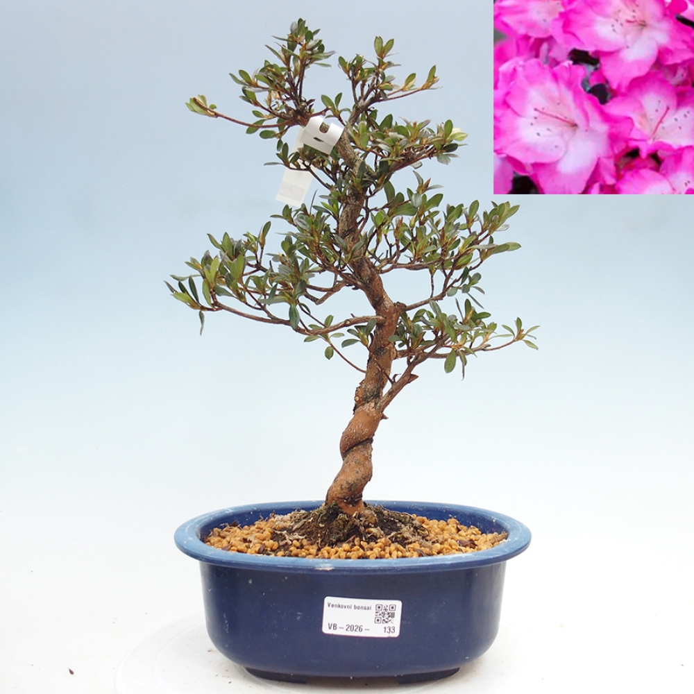 Kültéri bonsai - Japán azálea - Azalea Mio