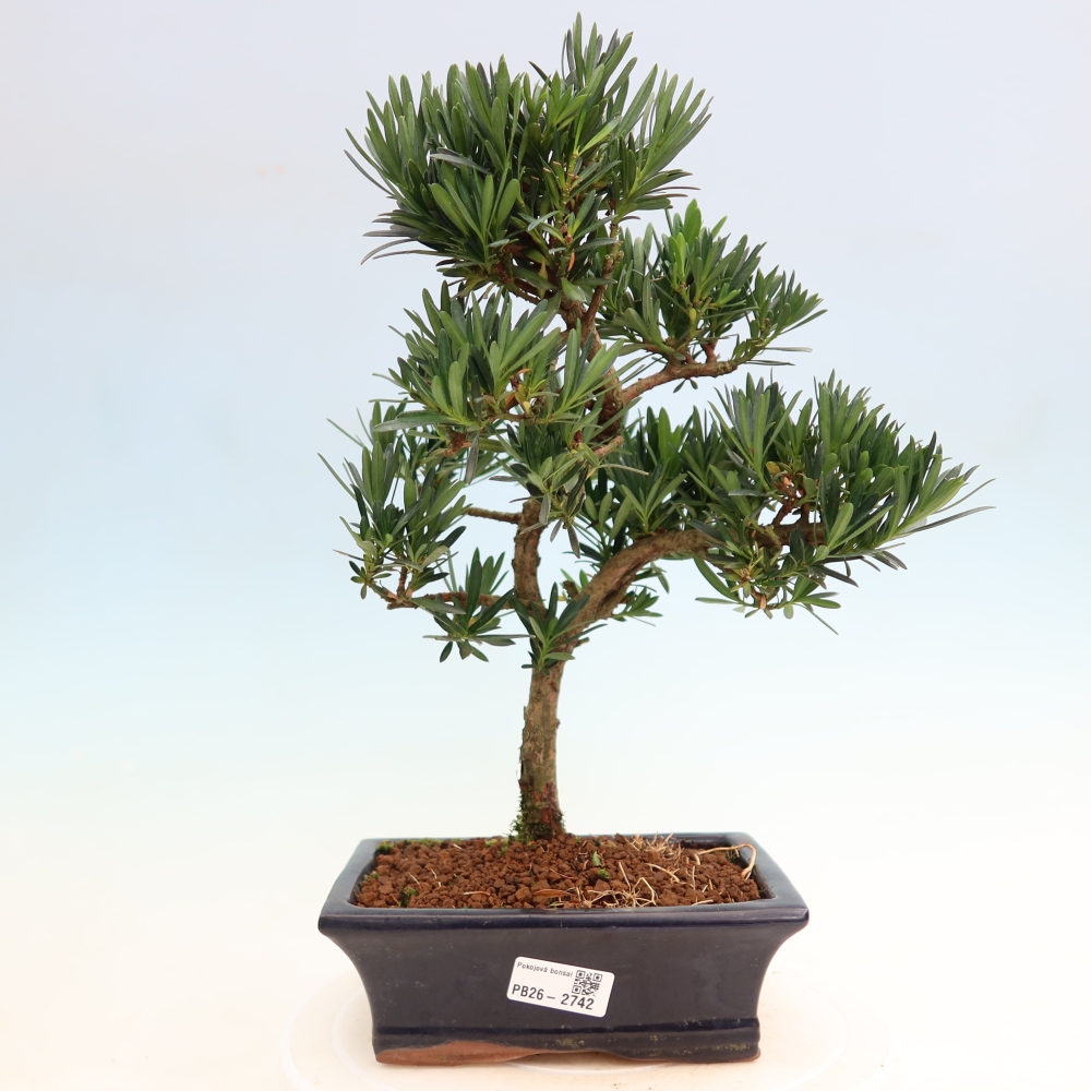 Szobai bonsai - Podocarpus - Kőtiszafa