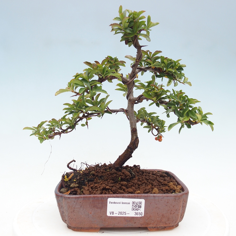 Kültéri bonsai-Pyracantha Teton - Hlox