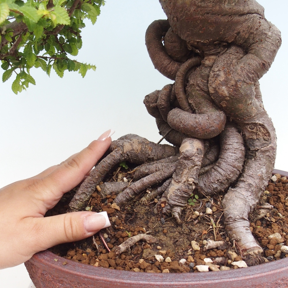 Kültéri bonsai - Ulmus parvifolia Hokkaido - Kínai szil - Ulmus parvifolia Hokkaido