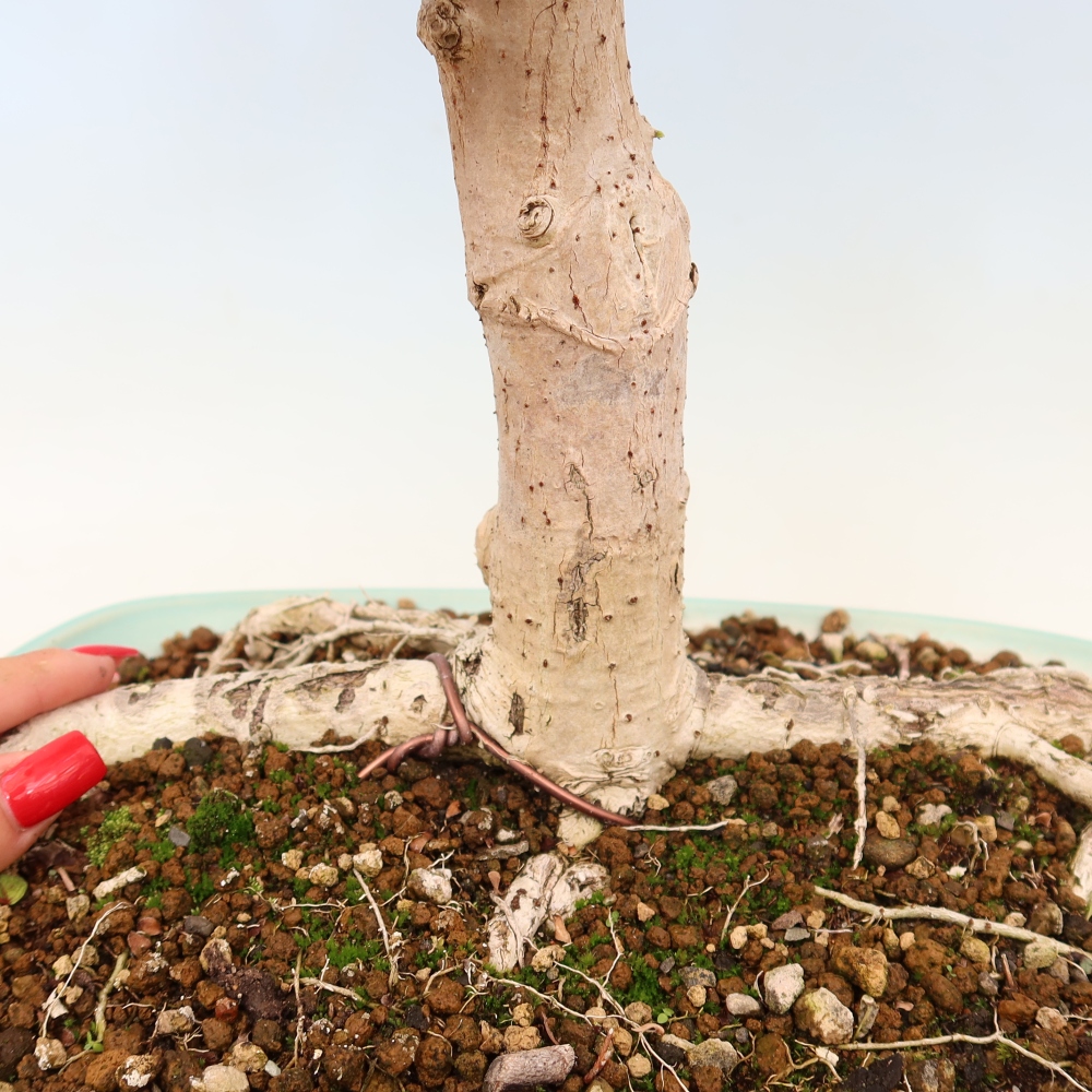 Beltéri bonsai - Hibiscus tiliaceus - tengeri hibiszkusz