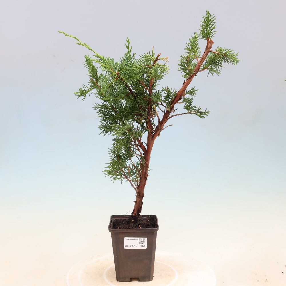 Kültéri bonsai - Juniperus chinensis Kishu