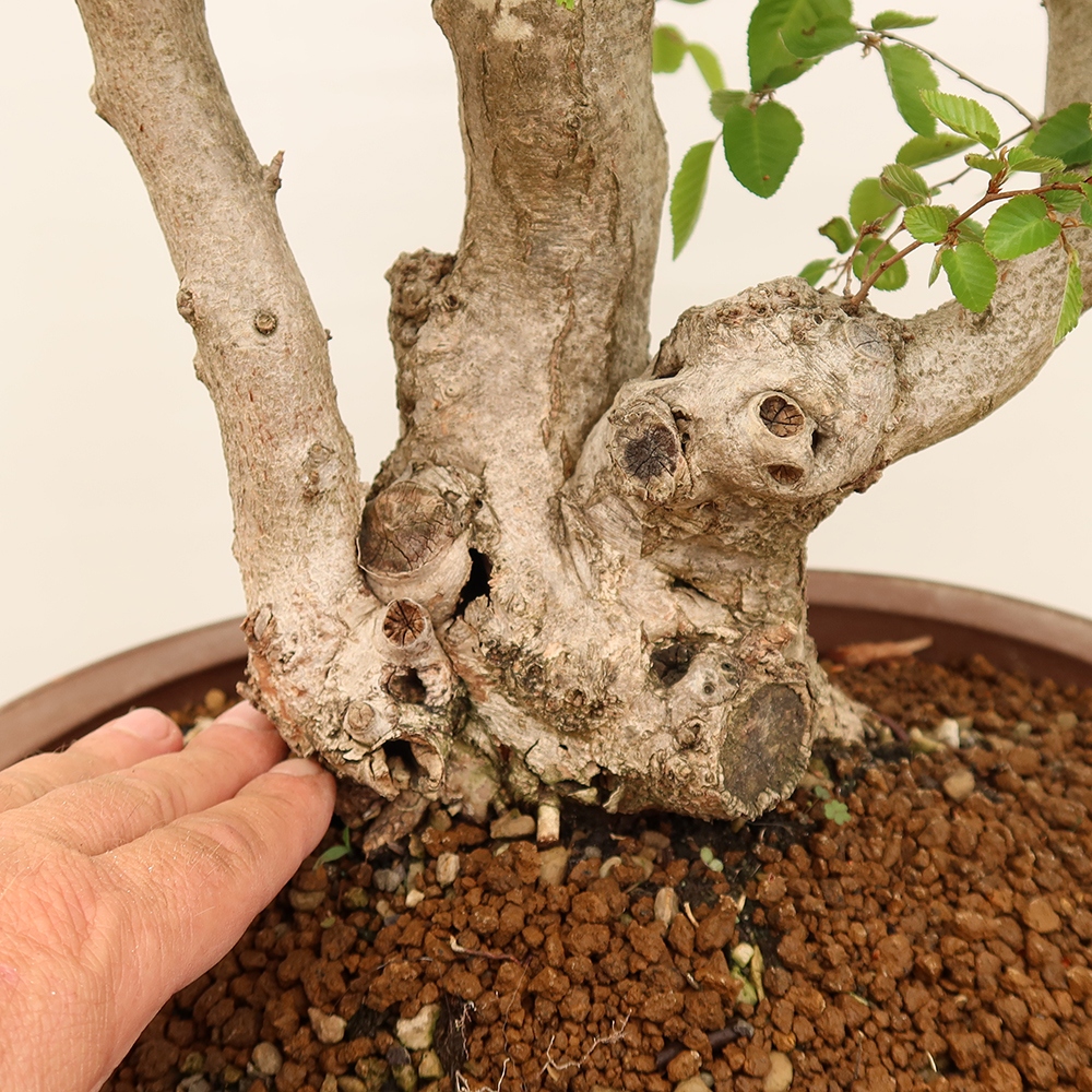 Kültéri bonsai -Carpinus Coreana - Koreai gyertyánfa
