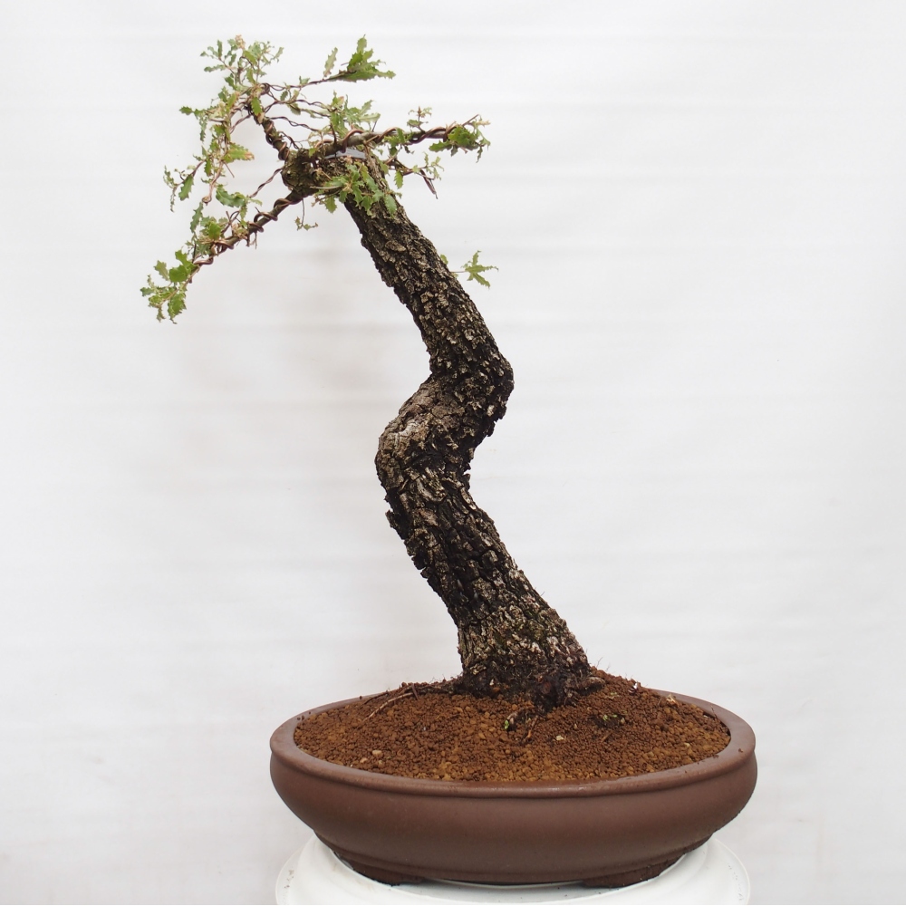 Yamadori - Quercus Ilex - Tölgy magyal