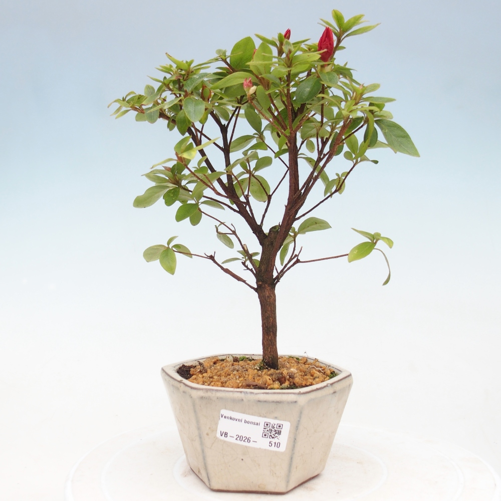 Kültéri bonsai - japán azálea - Azalea sp.