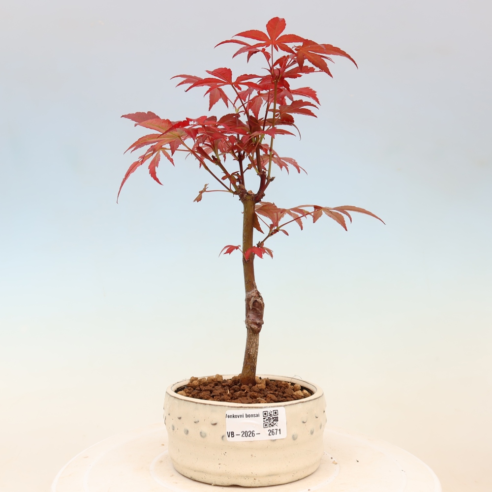 Kültéri bonsai - Acer pálma. Atropurpureum-Javor palmate