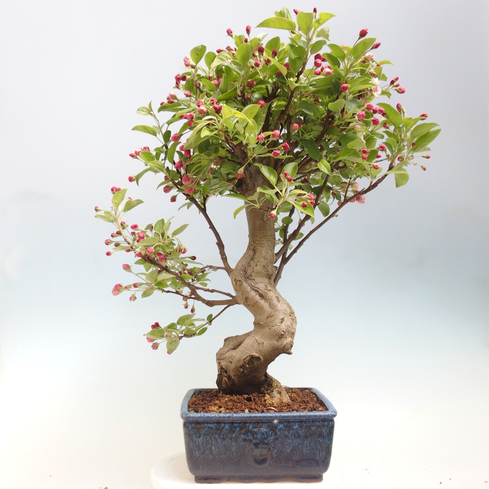 Kültéri bonsai -Malus halliana - Kis gyümölcsű almafa
