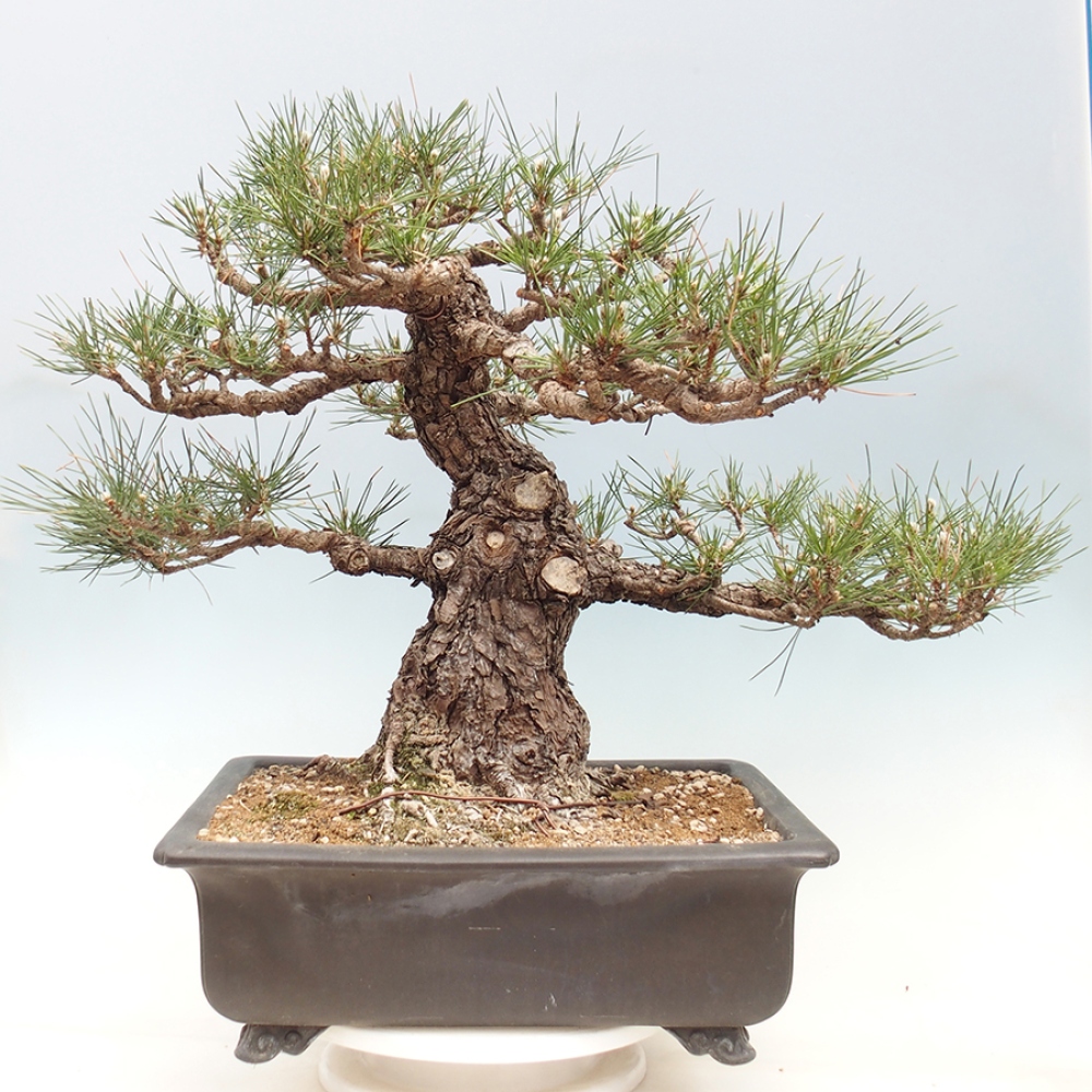Kültéri bonsai - Pinus thunbergii - Thunberg fenyő