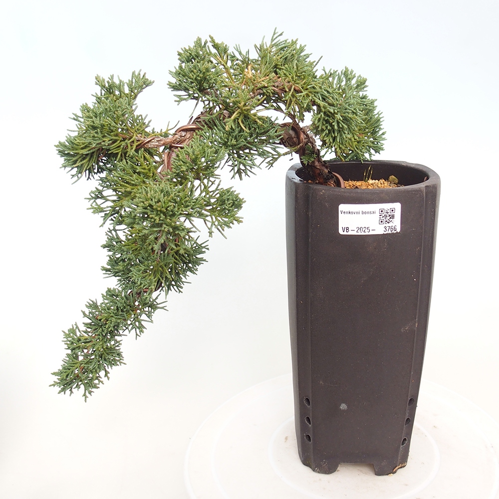 Kültéri bonsai - Juniperus chinensis Kishu