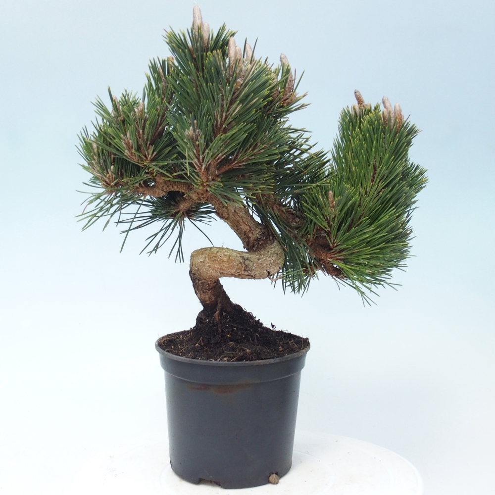 Kültéri bonsai - Pinus thunbergii senjyumaru - Thunberg fenyő