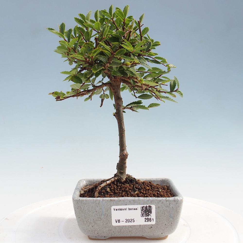 Kültéri bonsai - Ulmus parvifolia Sagei - Kislevelű szilfa