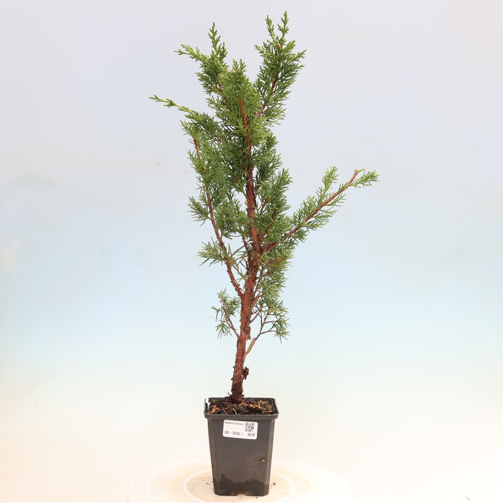 Kültéri bonsai - Juniperus chinensis Kishu
