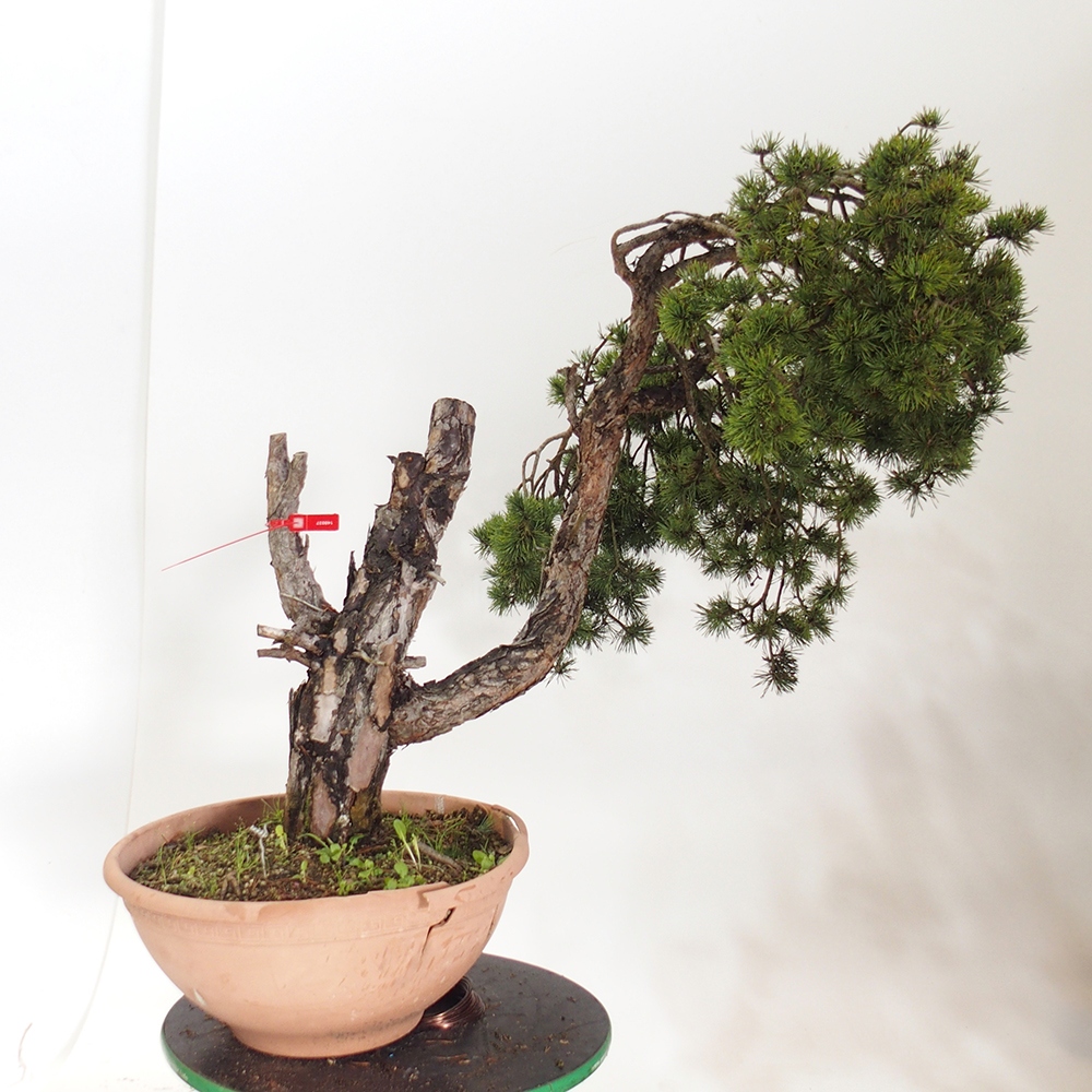 Yamadori - Pinus sylvestris Spanyolország