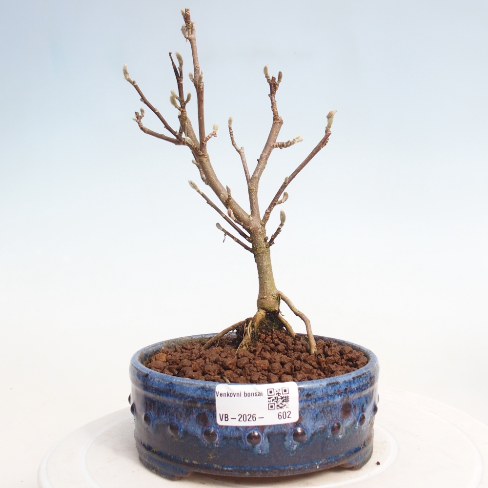 Kültéri bonsai - Magnolia stellata