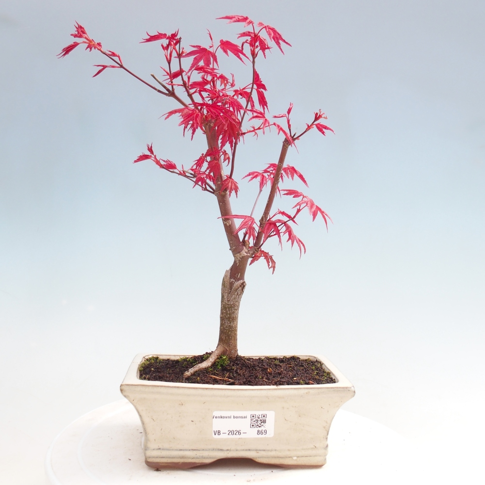 Kültéri bonsai - Acer palmatum DESHOJO
