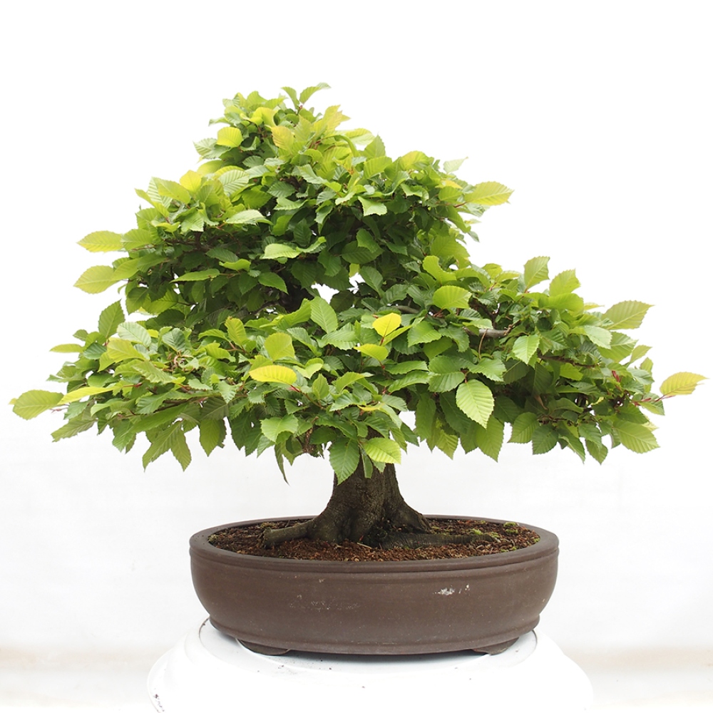 Kültéri bonsai - gyertyán - Carpinus betulus