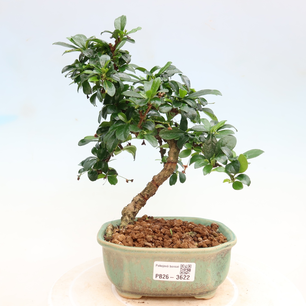 Szobai bonsai - Carmona macrophylla - Tea fuki