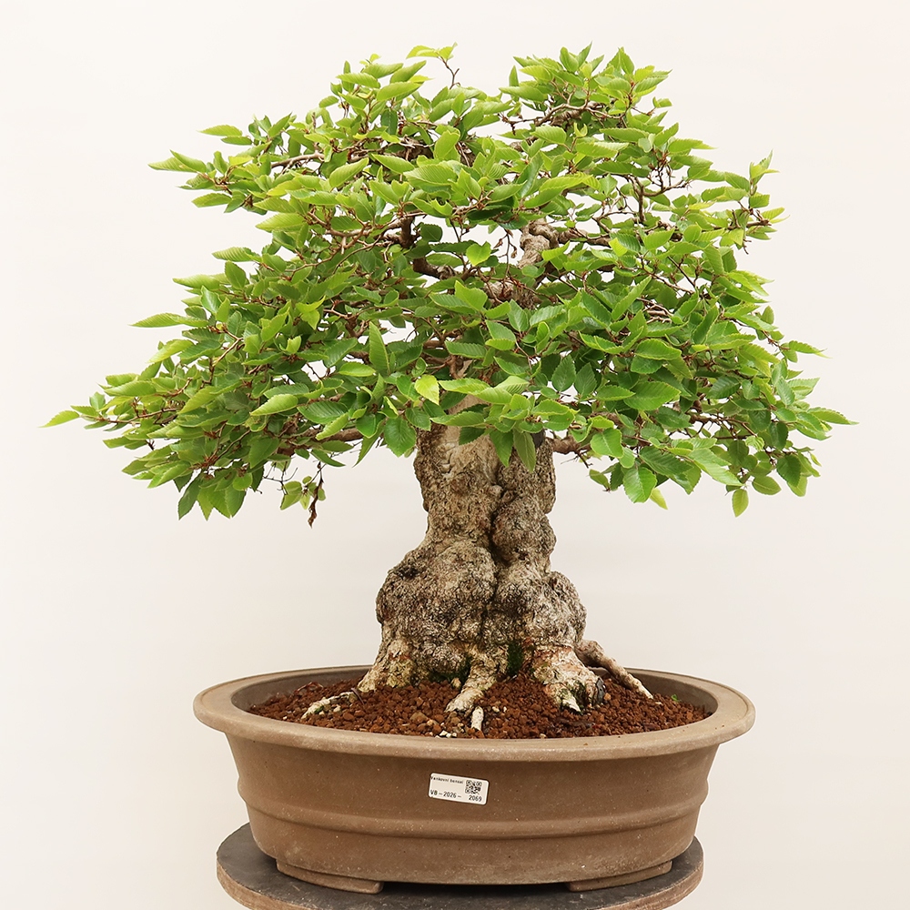 Kültéri bonsai -Carpinus Coreana - Koreai gyertyánfa
