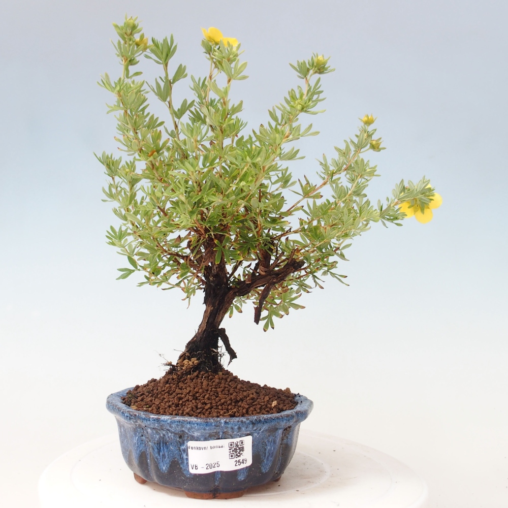 Kültéri bonsai - Potentila fruticosa sárga Bird