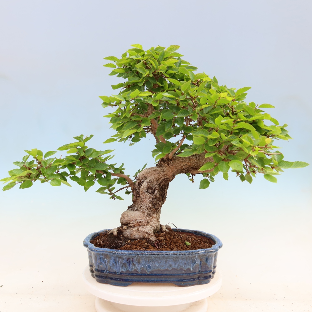 Kültéri bonsai -Carpinus Coreana - Koreai gyertyánfa