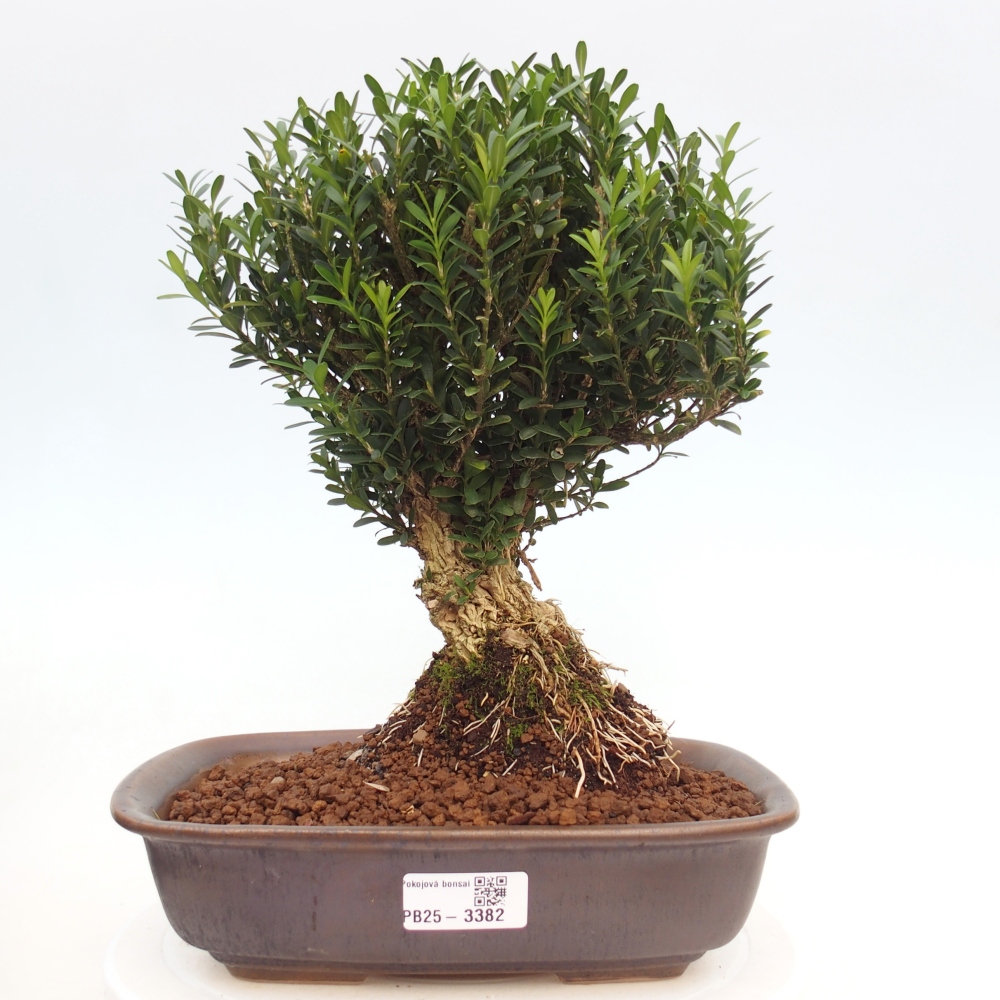 Szobai bonsai - Buxus harlandii - parafa buxus