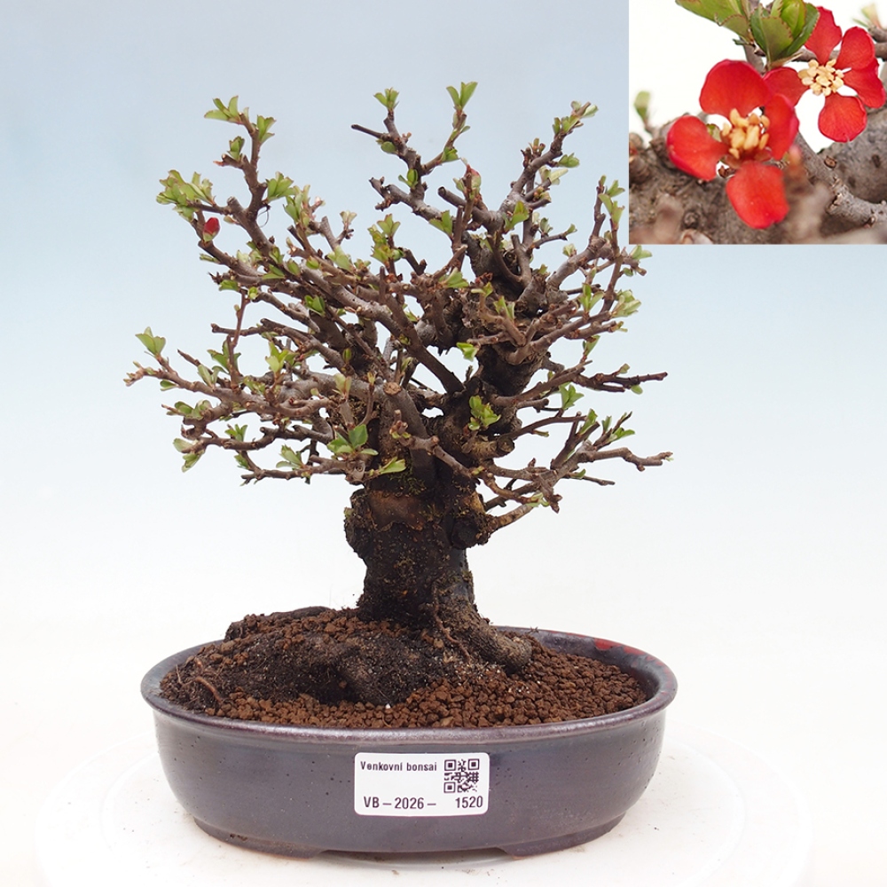 Kültéri bonsai - Chaneomeles speciosa - birs