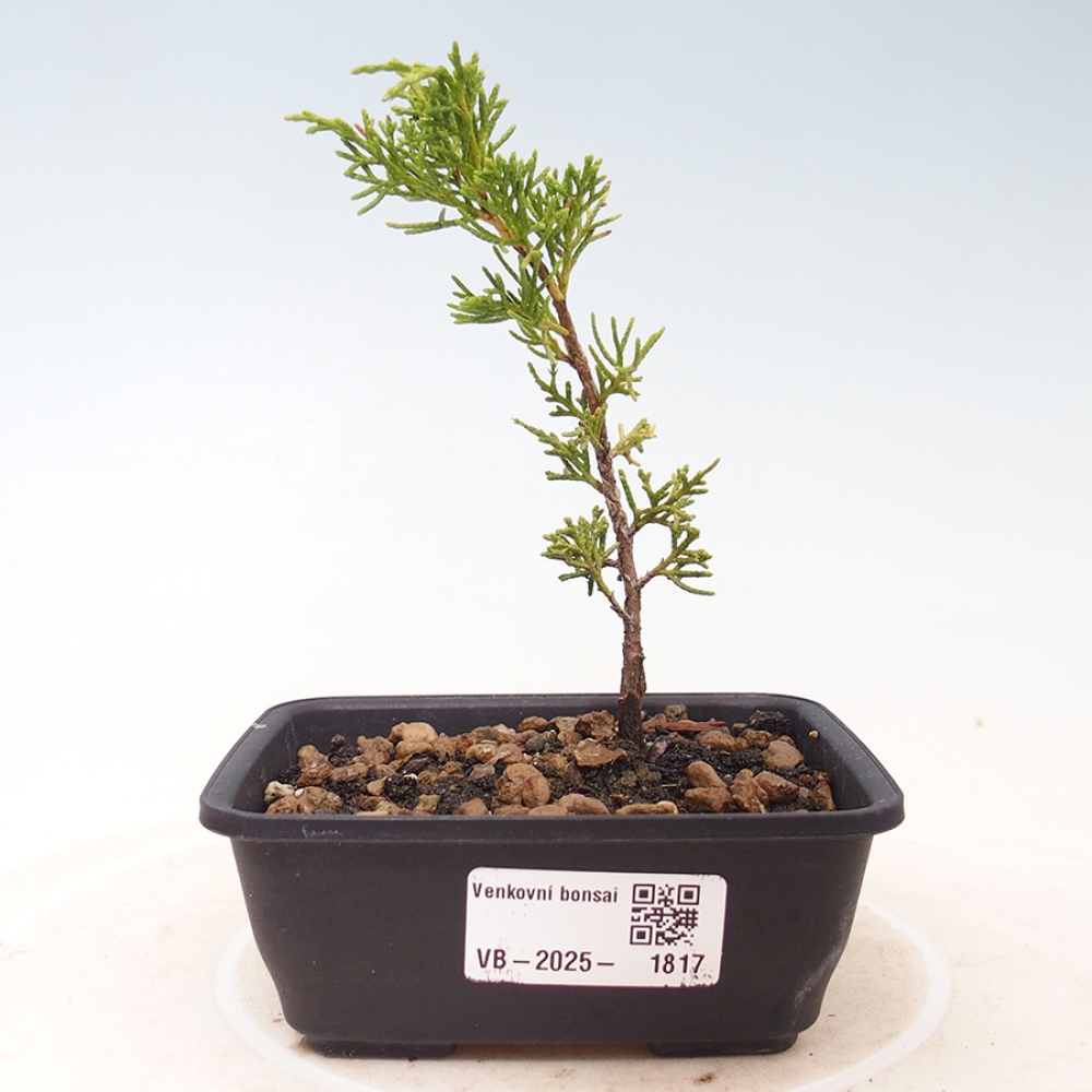 Kültéri bonsai - Juniperus chinensis Itoigawa