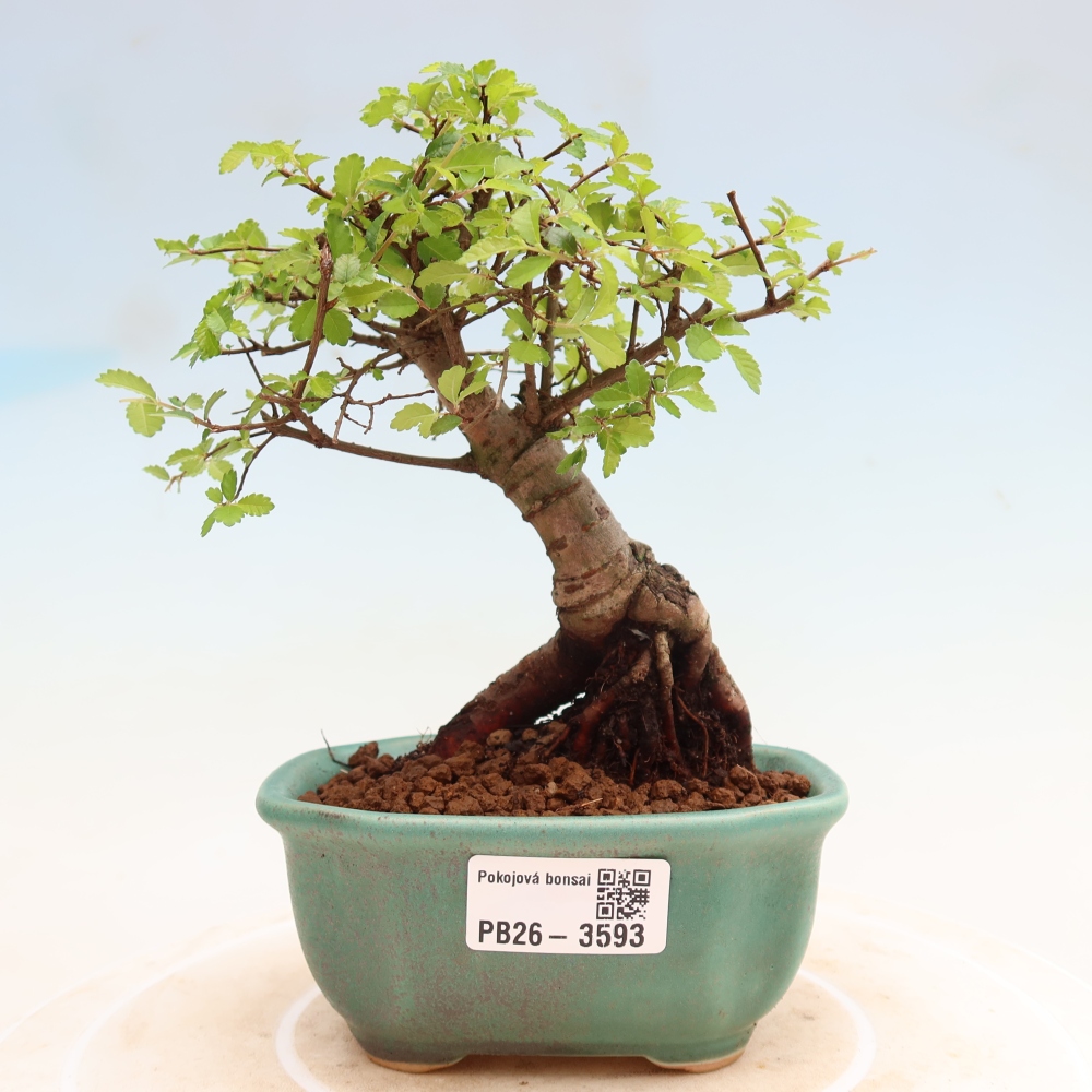 Szobai bonsai - Ulmus parvifolia - Kislevelű szilfa