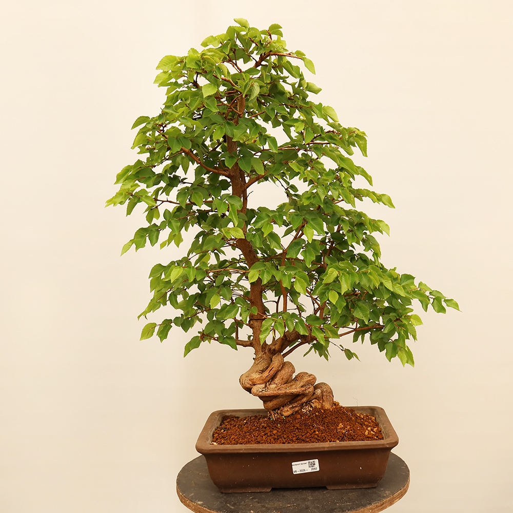 Kültéri bonsai -Carpinus Coreana - Koreai gyertyánfa