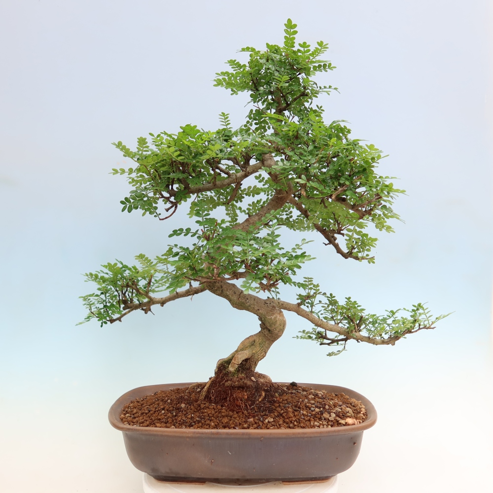 Szobai bonsai - Zantoxylum piperitum - borsfa