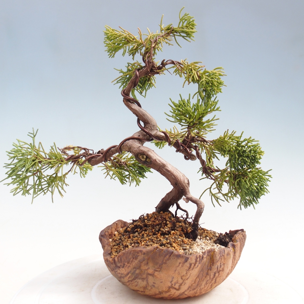 Kültéri bonsai - Juniperus chinensis Kishu