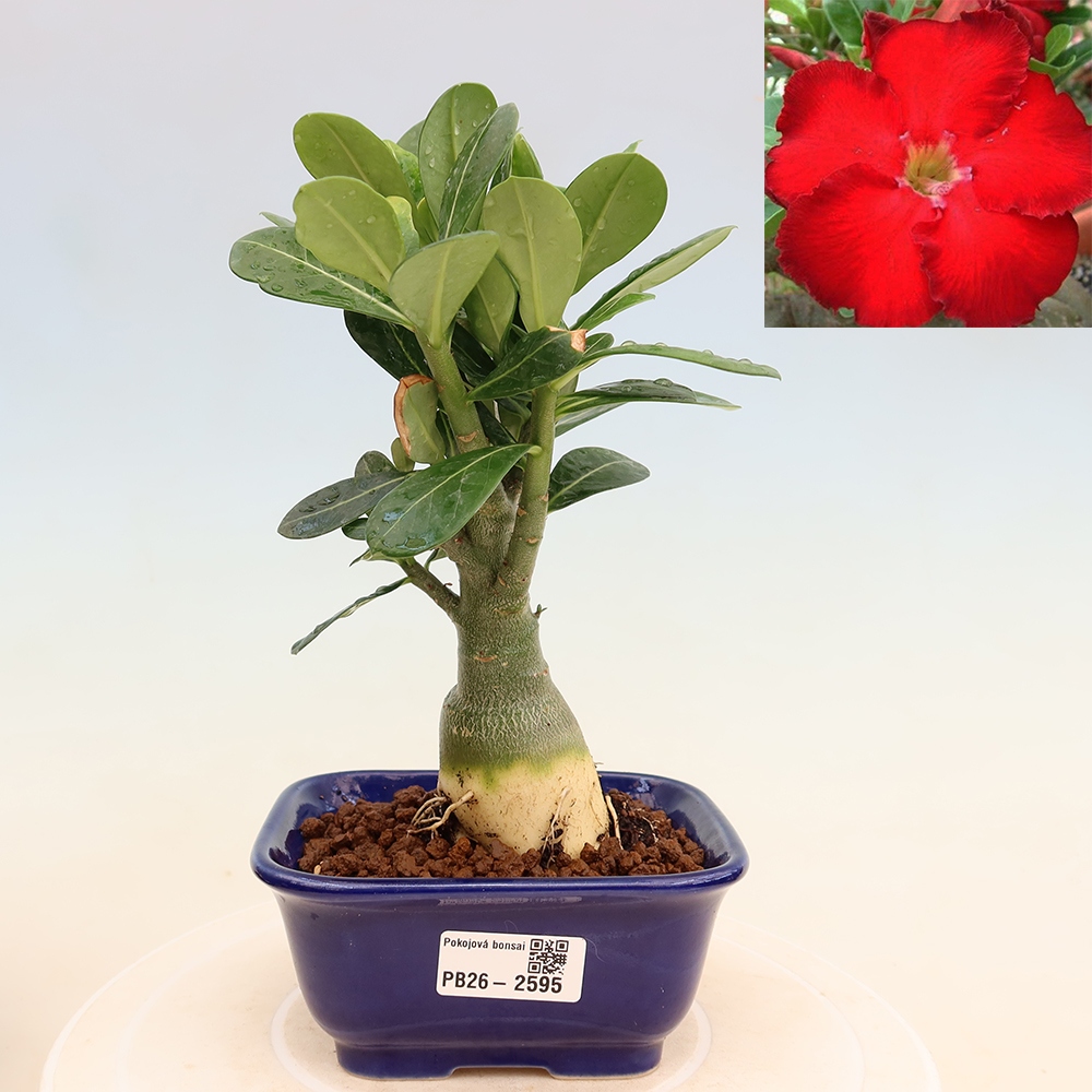 Szobabonsai – Adenium obesum Red Star – Sivatagi rózsa