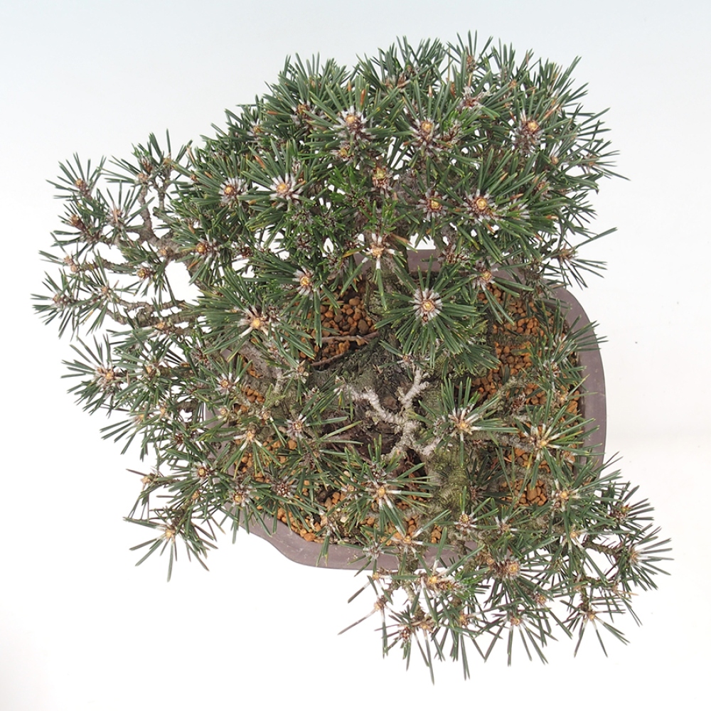 Kültéri bonsai - Pinus thunbergii Kotobuki - Thunberg fenyő