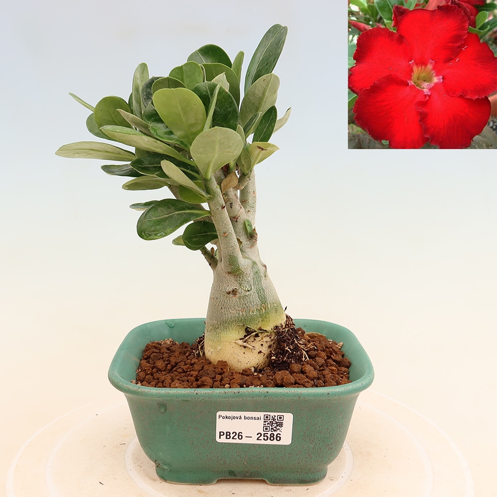 Szobabonsai – Adenium obesum Red Star – Sivatagi rózsa