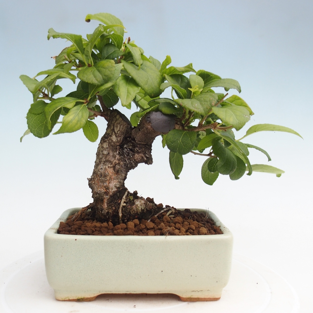 Kültéri bonsai - Celastrus orbiculatus