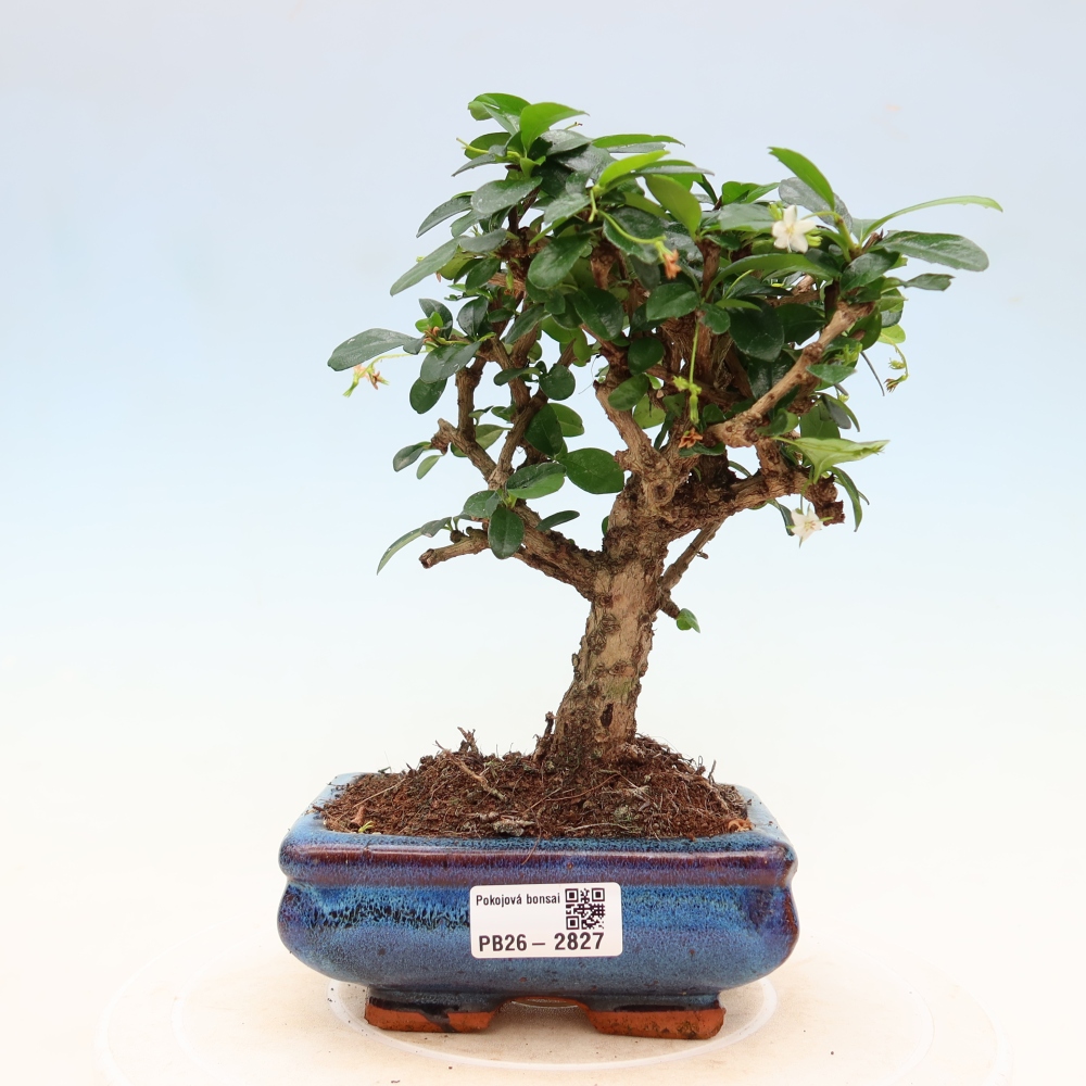 Szobai bonsai - Carmona macrophylla - Tea fuki