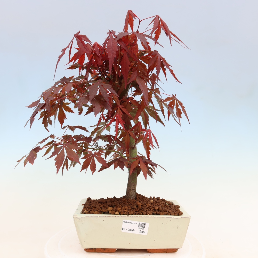 Kültéri bonsai - Acer pálma. Atropurpureum-Javor palmate