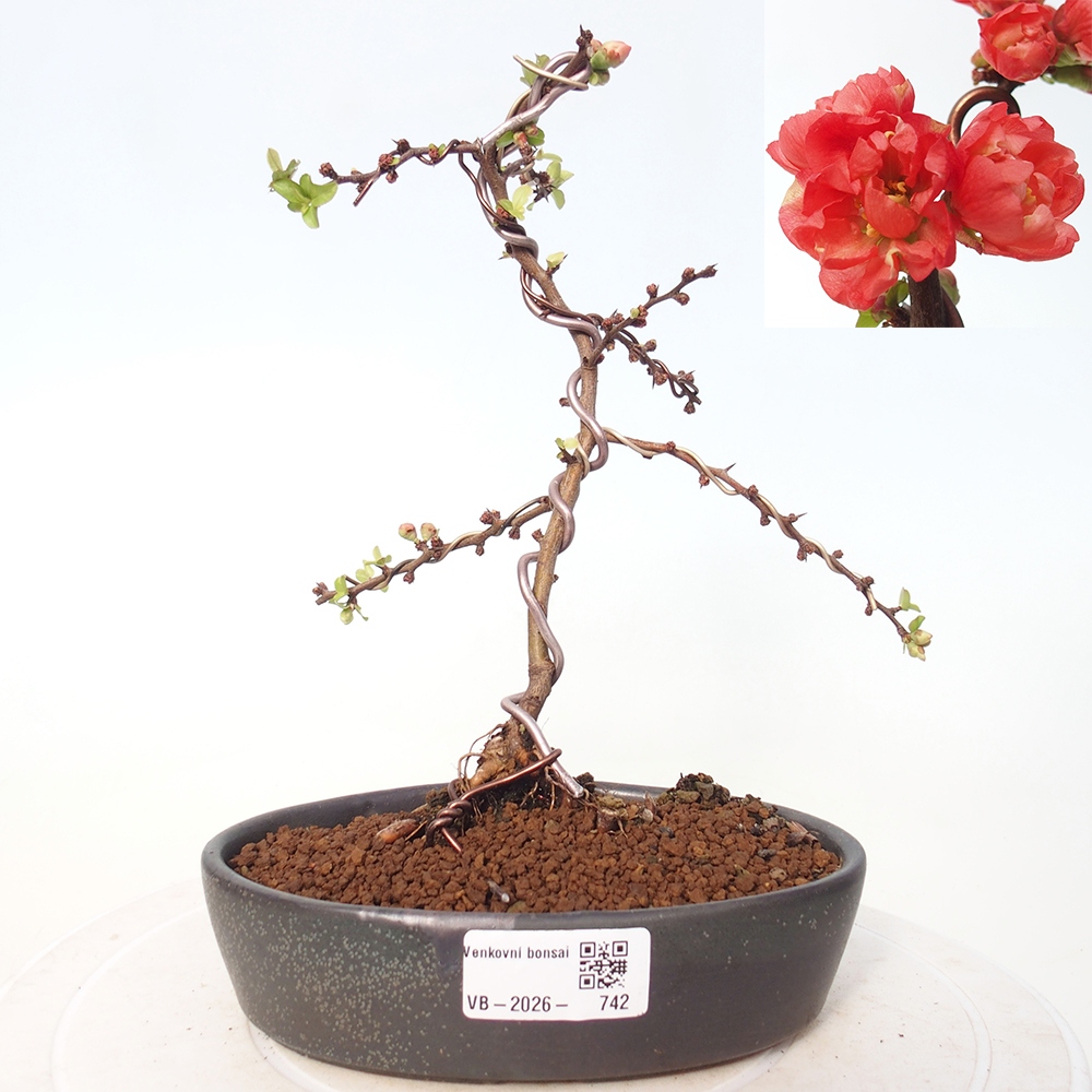 Kültéri bonsai - Chaneomeles s. Red Joy - birs
