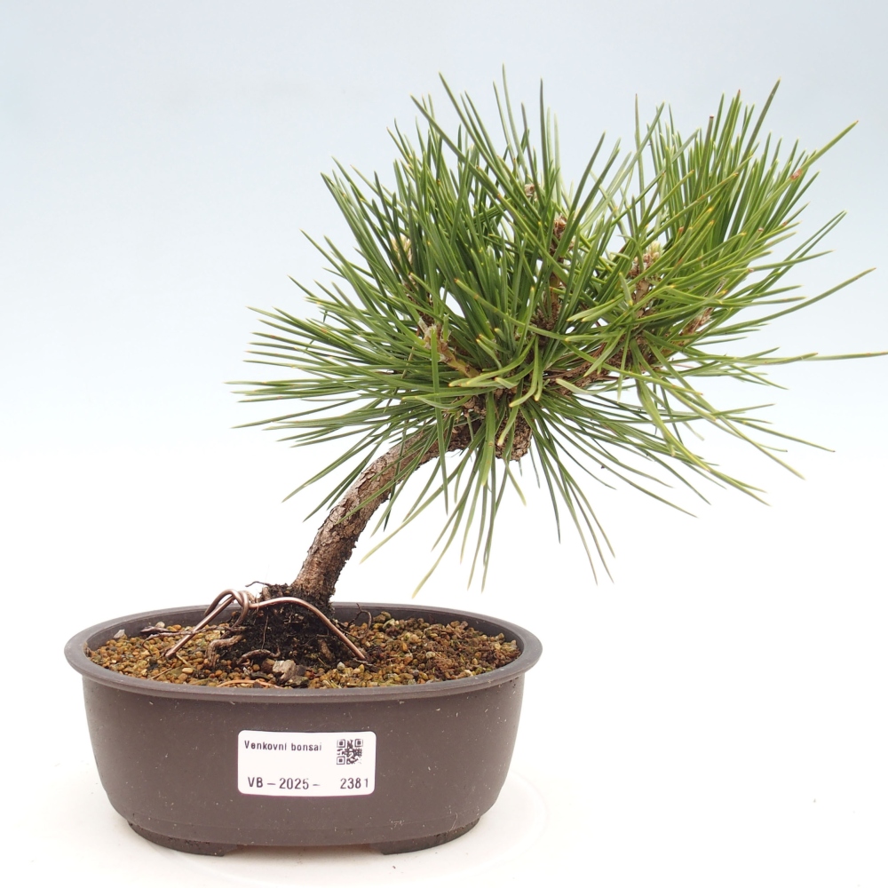 Kültéri bonsai - Pinus thunbergii - Thunberg fenyő