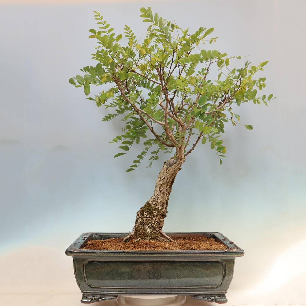 Kültéri bonsai - Tüskés akác - Robinia pseudoacacia