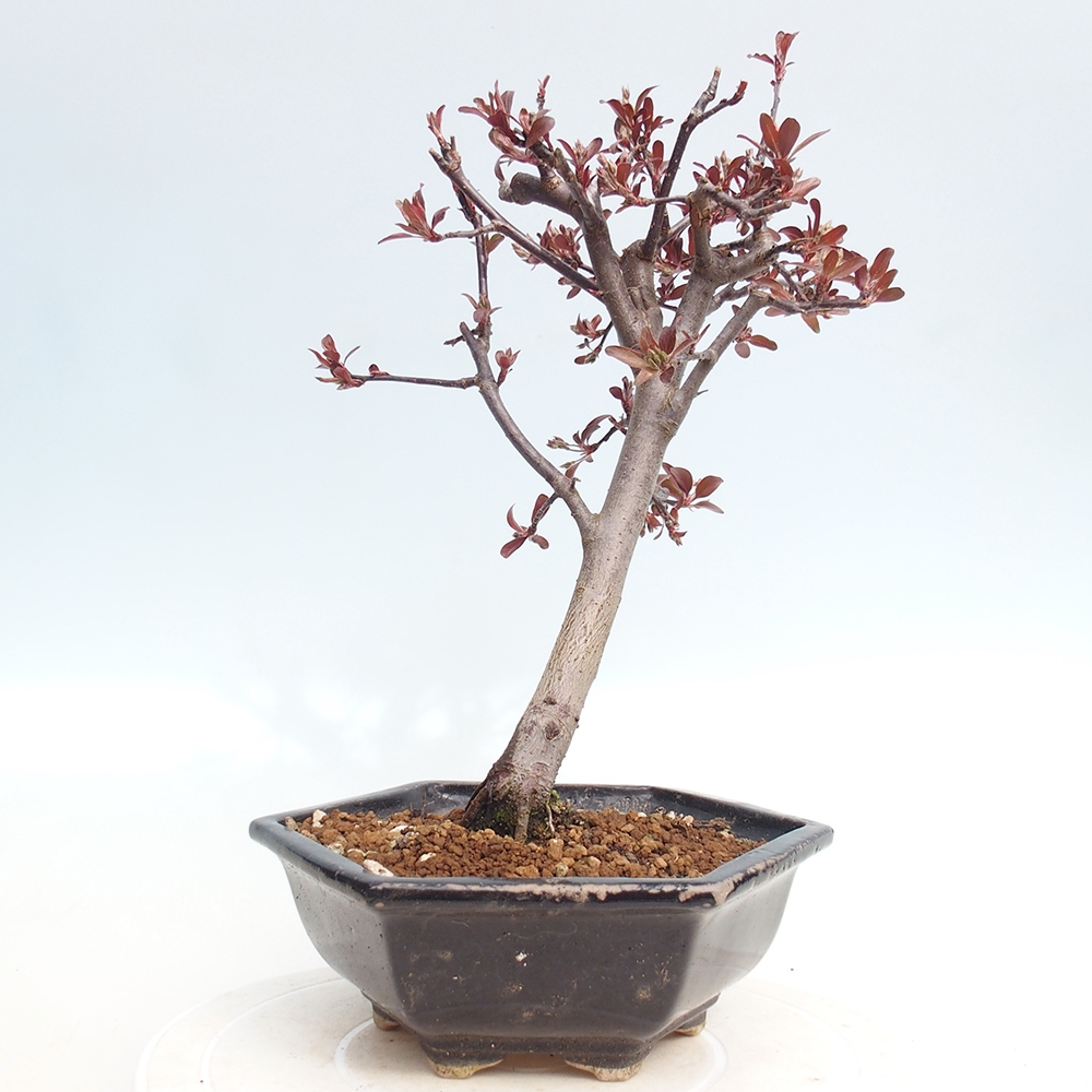 Kültéri bonsai -Malus domestica - Kis gyümölcsű piros levelű almafa