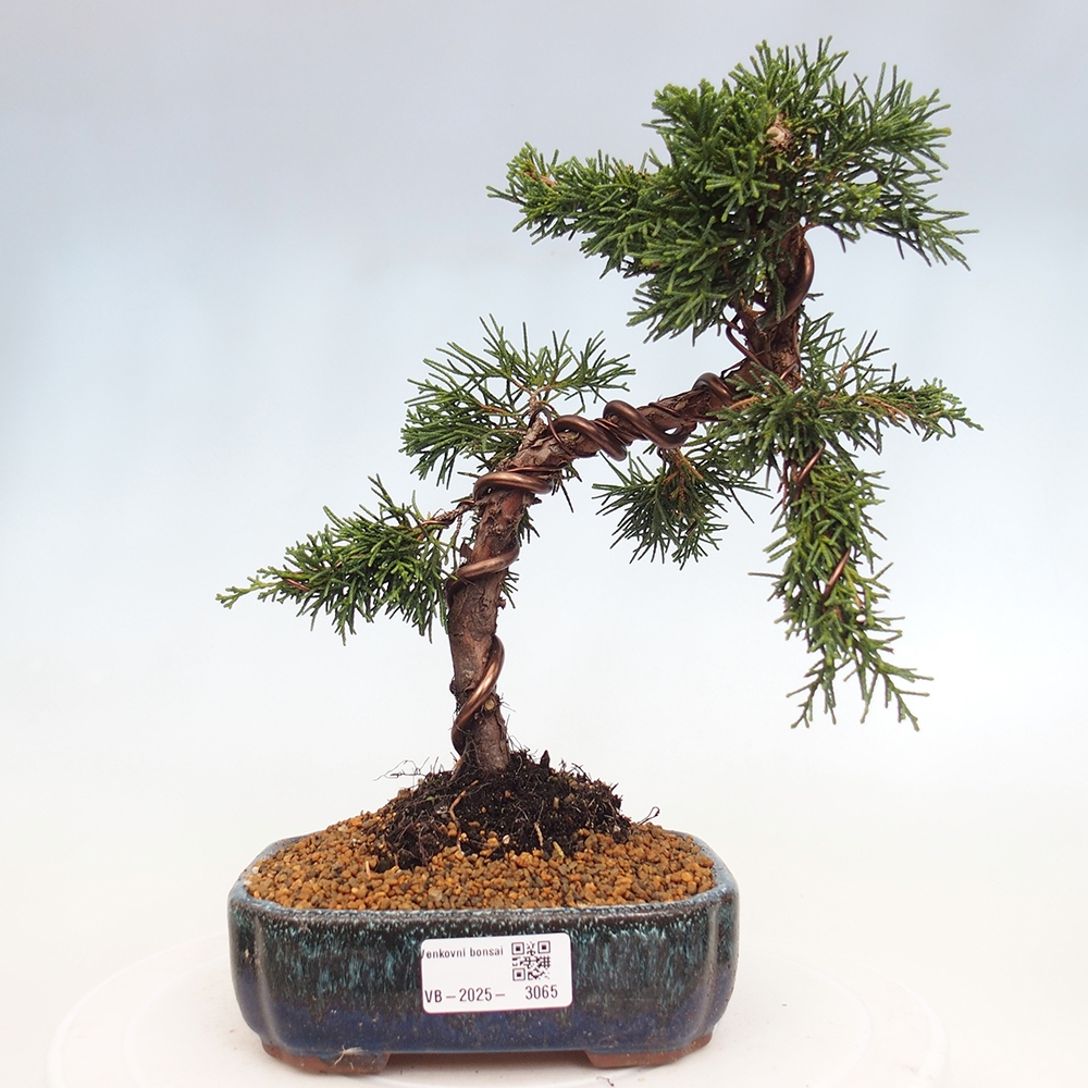 Kültéri bonsai - Juniperus chinensis Kishu