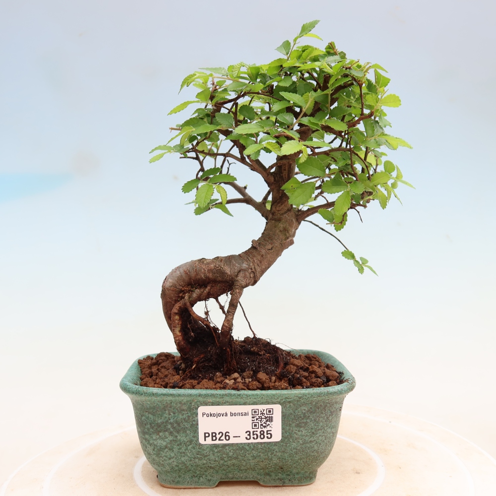 Szobai bonsai - Ulmus parvifolia - Kislevelű szilfa