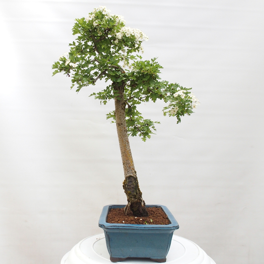 Kültéri bonsai - Galagonya - Crataegus monogyna