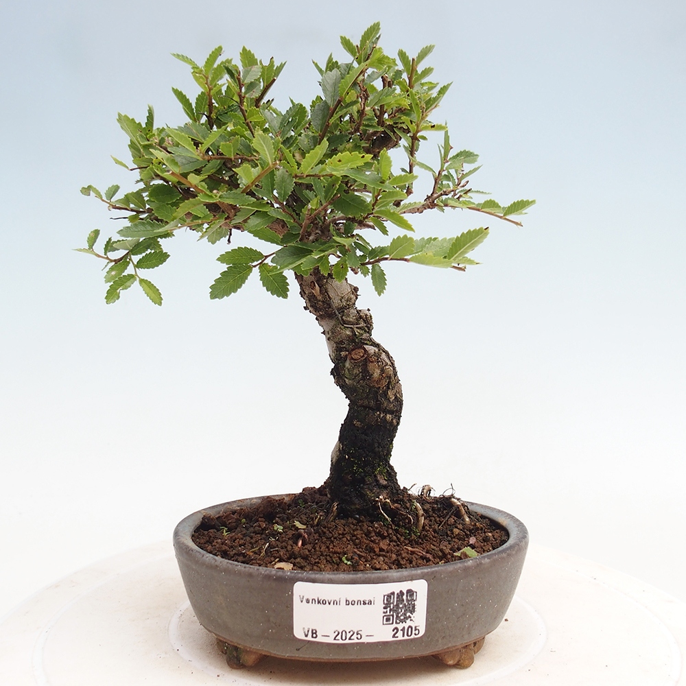 Kültéri bonsai - Zelkova - Zelkova NIRE