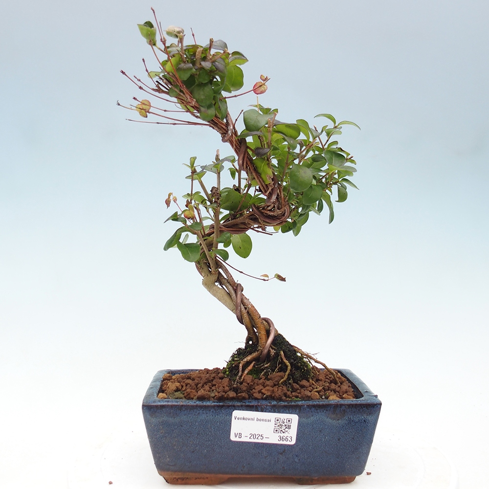 Kültéri bonsai - Ligustrum vulgare - Madárcsőr