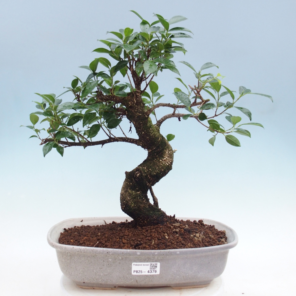 Szobai bonsai - Ficus retusa - kislevelű fikusz