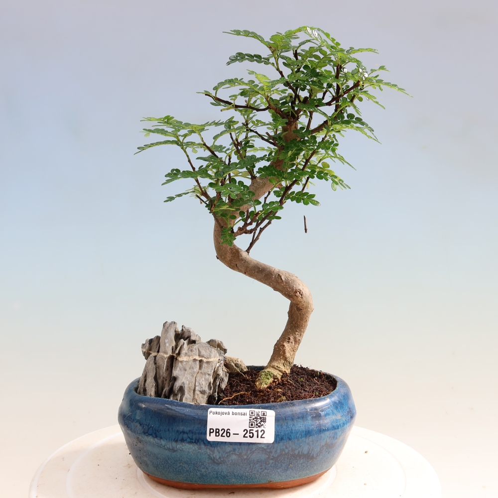 Szobai bonsai - Zantoxylum piperitum - borsfa